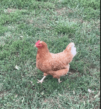 5 Reasons Why Chickens take dust baths